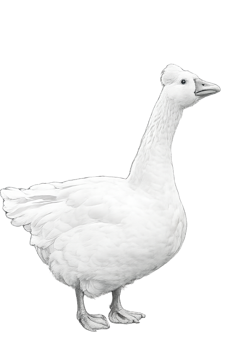 The Roman Tufted Goose