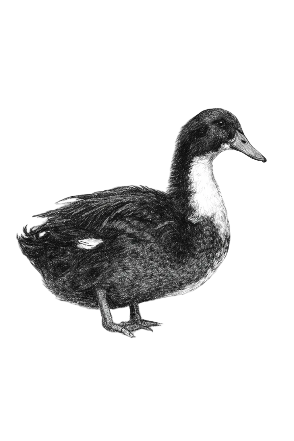 The Swedish Duck