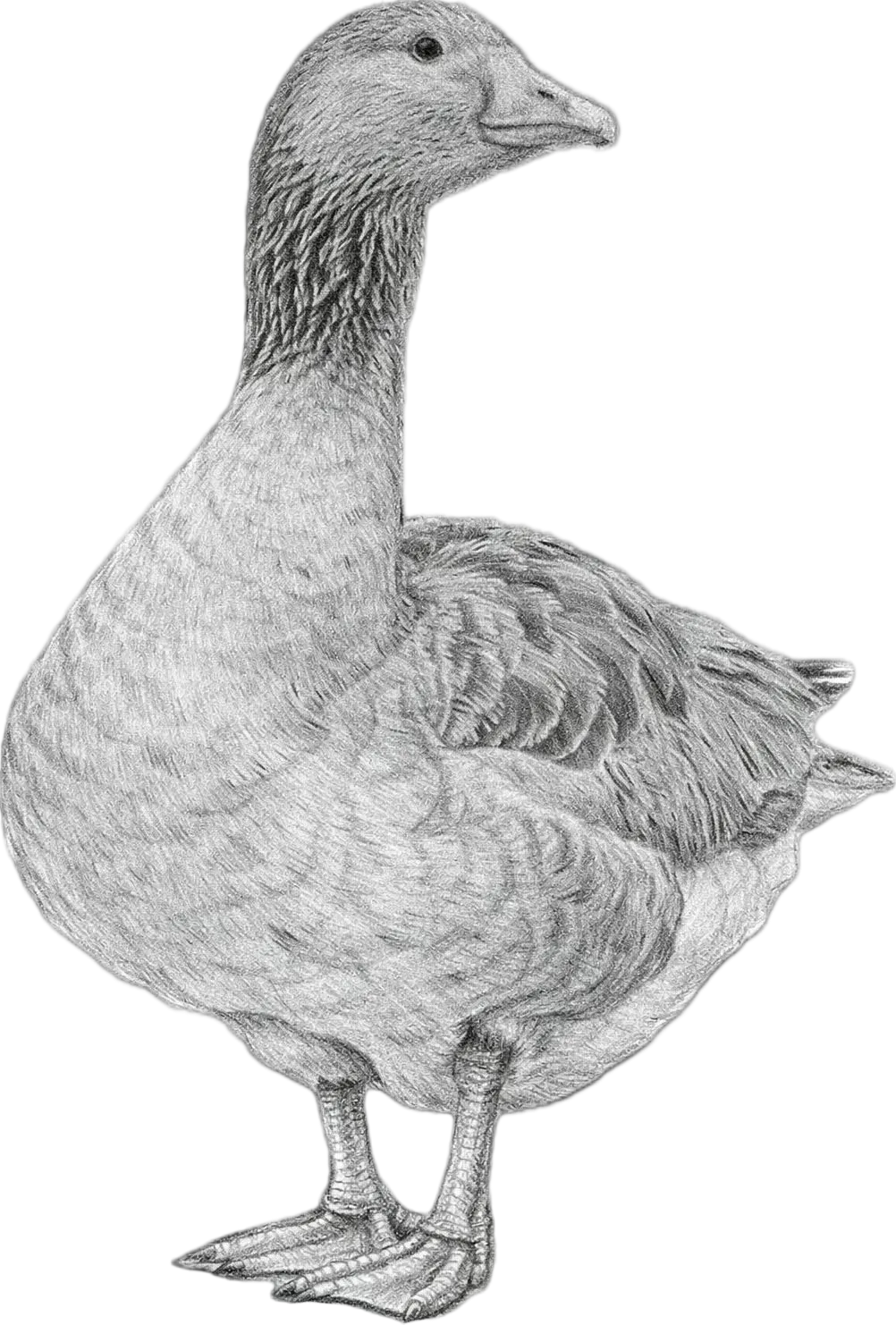 The Toulouse Goose
