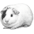 Guinea Pigs