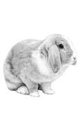 Bunnies