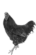 Roosters & Cockerels