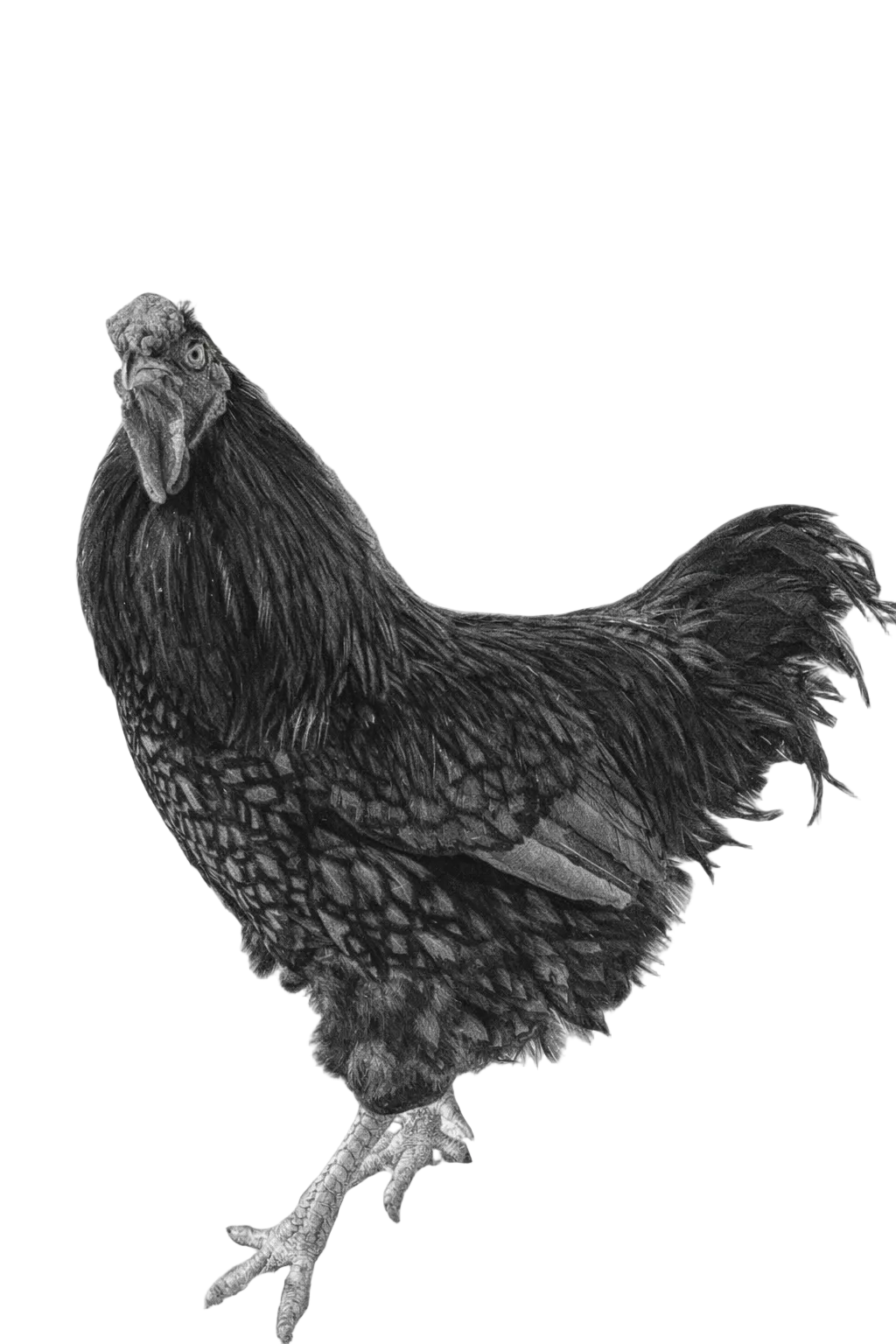 Roosters & Cockerels