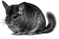 Chinchilla