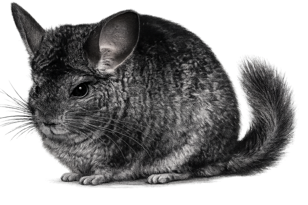 Chinchilla