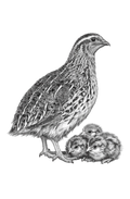Coturnix Quail