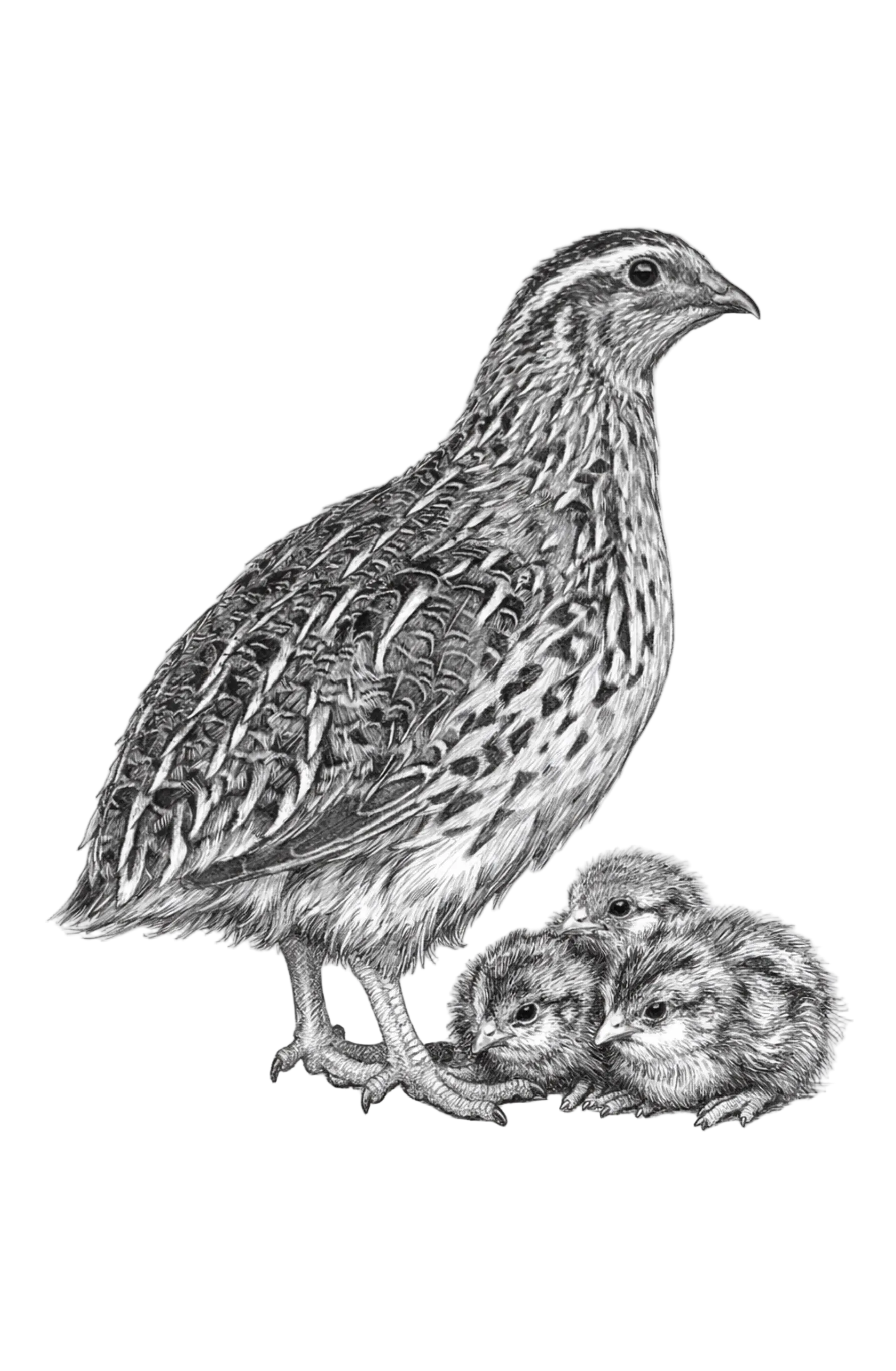 Coturnix Quail