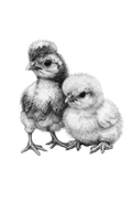 Chicks